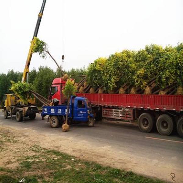 600棵大规格精品栾树，装车发往成都！